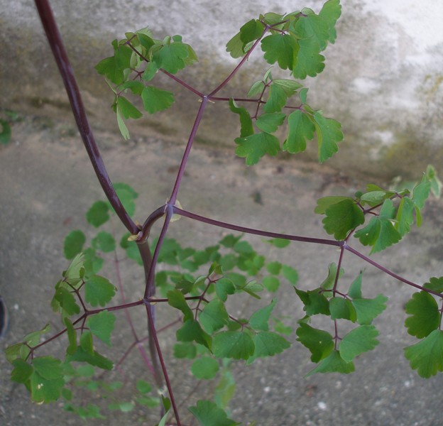 Thalictrum aquilegiifolium  ( Ranunculaceae)